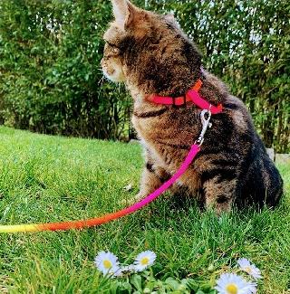 Pet Sitter in Luxembourg, Greiveldange Holiday Home Pet Care