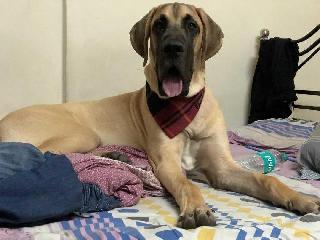 Pet Taxi Transport in Ramchandra nagar 1, Thane West Happy Paws