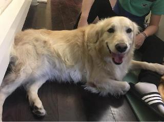 cat boarding north york