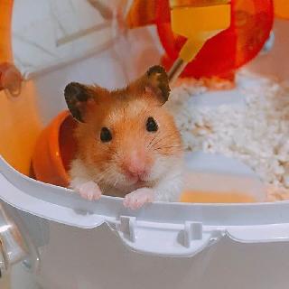 Penginapan Hewan Peliharaan di Tah Ching Road, Jurong West Qi's