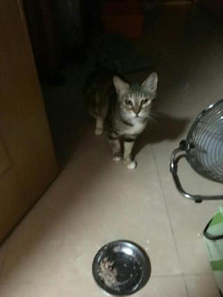 Yan, Pet Sitter in Huddige