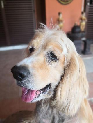 Penginapan Anjing Di Seremban Dengan Harga Terbaik Oleh Petbacker