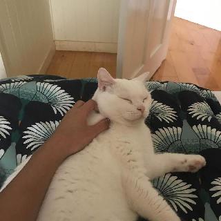 walk in clinic for pets near me