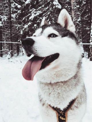 Alyona, Pet Walker in Moscow