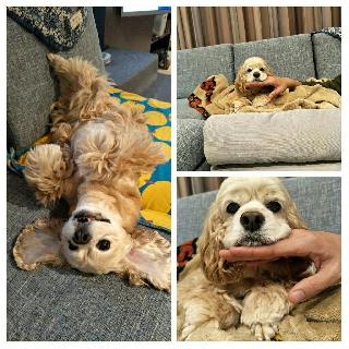 boarding and grooming near me