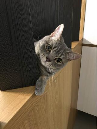 cat boarding costs near me