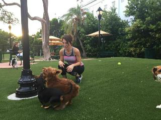 waggin tails dog boarding