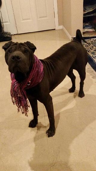 in home pet boarding near me