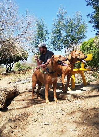 Dog Hotel Home Pet Boarding in Northcliff, Parkview, Randburg - Main Image