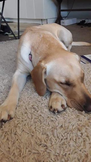 animal house pet boarding