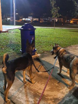 Felicia, Pet Walker in Petaling Jaya