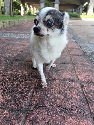 top rated pet boarding near me