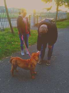 Julie, Pet Walker in Coolock