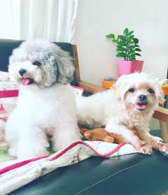 Leong, Pet Sitter in Mandai