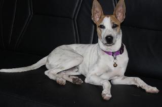 home dog care near me