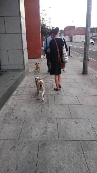 dog walking group near me