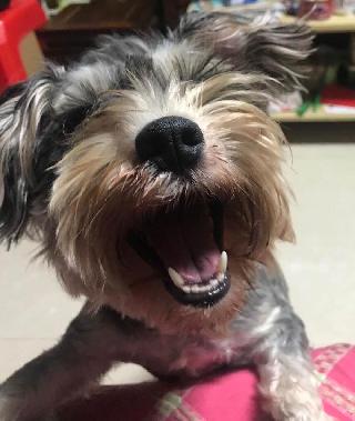 Liv, Pet Sitter in 大園區