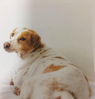 Pasir Panjang Pet Boarding PetBacker Singapore