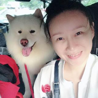 Pet Training in Taman Sri Mujur, Batu Cheras Czealsia Pet