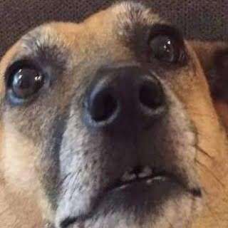 Cat Sitters di Batu 9 Cheras dengan Harga Terbaik oleh PetBacker