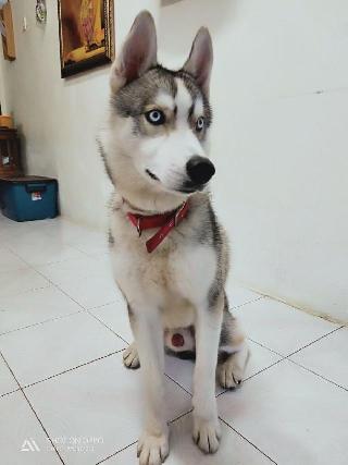 Dog Hotel Home Pet Boarding In Pg Bm Kulim Kulim Kedah Petto