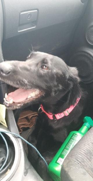 just like home pet resort