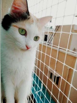 daycare for cats near me