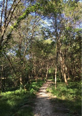 Dog Walking in North Sydney, Greenwich Happy Doggo, Dog