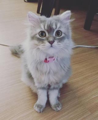 Cat, Rabbit Hotel Home Pet Boarding in Kuching, Sarawak, Kuching