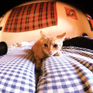 top recommended pet sitters in luxembourg house sitter information sheet