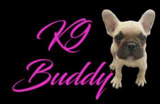 Dog Walking in Chistlehurst Orpington BR5 K9 Buddy PetBacker