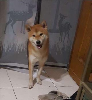 cat boarding costs near me