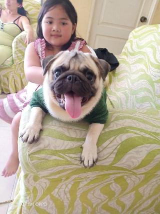 Dog Hotel Home Pet Boarding in Paranaque, Parañaque City