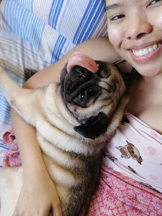 dog kennels overnight boarding near me