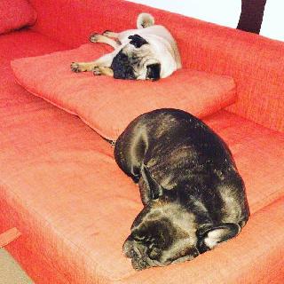 second home dog boarding