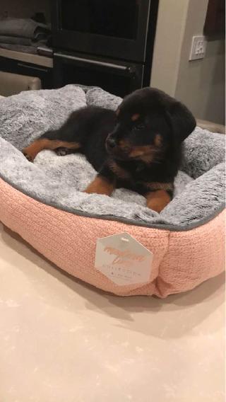 cat boarding manhattan