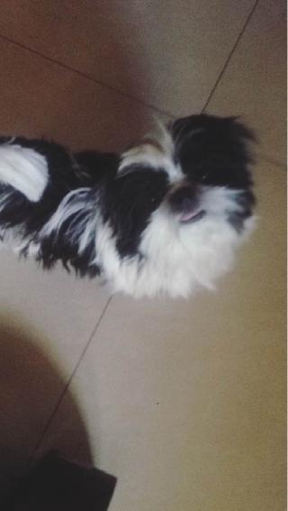 in home pet boarding near me