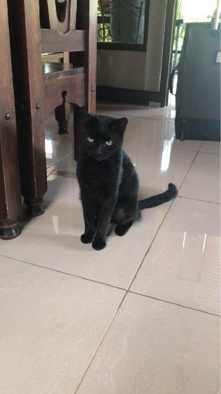 dog and cat hotel near me