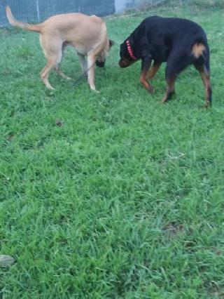 doggy day care prices near me