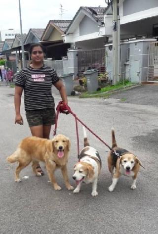 Penginapan Anjing Di Johor Bahru Dengan Harga Terbaik Oleh Petbacker