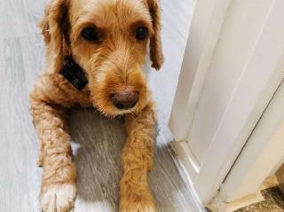 top groomers near me