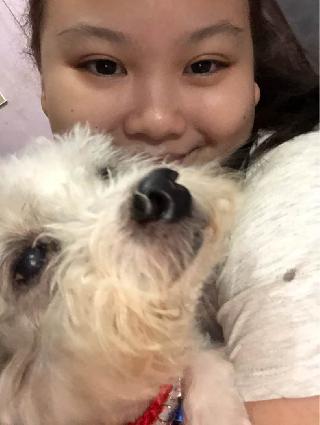 house dog sitter near me