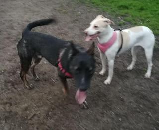 Pet Boarding in West Street, Oakland Bay Area Hound Hotel