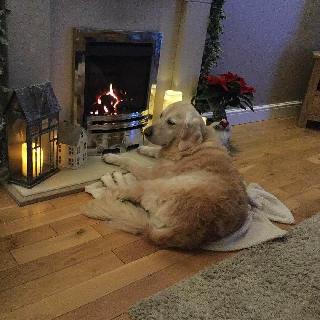 Doggy Daycare In Nottingham Nottinghamshire George S Bilborough