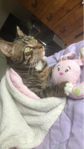 cat boarding manhattan