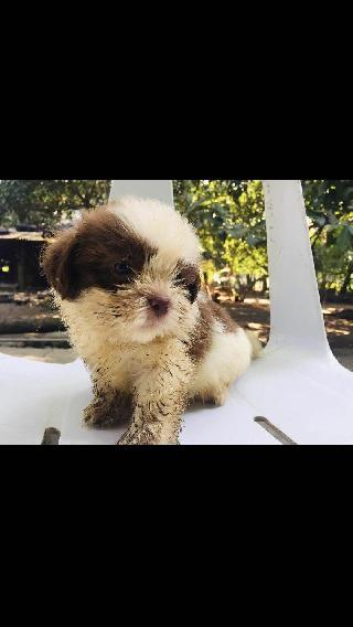 last minute dog kennels near me