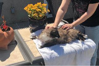 pet house sitting services by pet sitters at brighton boston pet babysitter