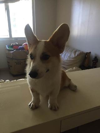 in home pet boarding near me