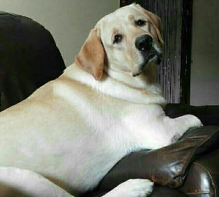 Pet Hotel Home Pet Boarding in th Street Kumaran co, Chennai