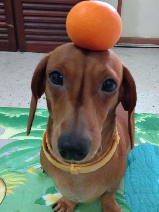 Pet Hotel Home Pet Boarding in sri aman, sarawak, Sri Aman